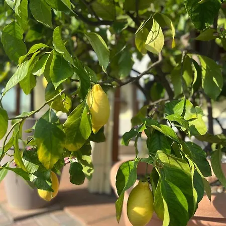 Konukevi La Mimosa 3*