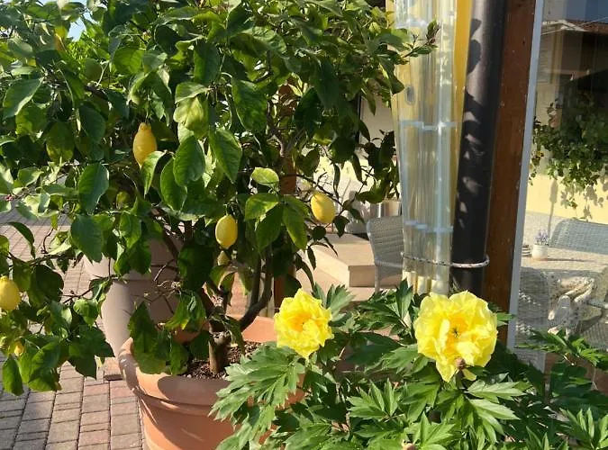 La Mimosa