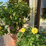 La Mimosa