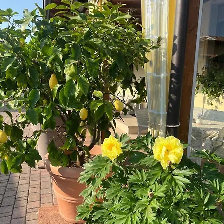 La Mimosa