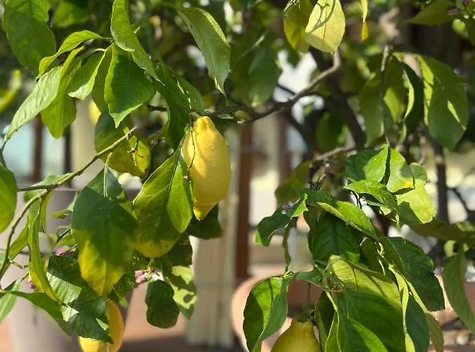 Гостевой дом La Mimosa 3*